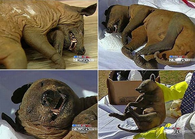 Conheça o mistério do Chupacabra, a criatura vampiresca que aterrorizou fazendas brasileiras com ataques sem explicação lógica. Conheça o mistério do Chupacabra, a criatura vampiresca que aterrorizou fazendas brasileiras com ataques sem explicação lógica.