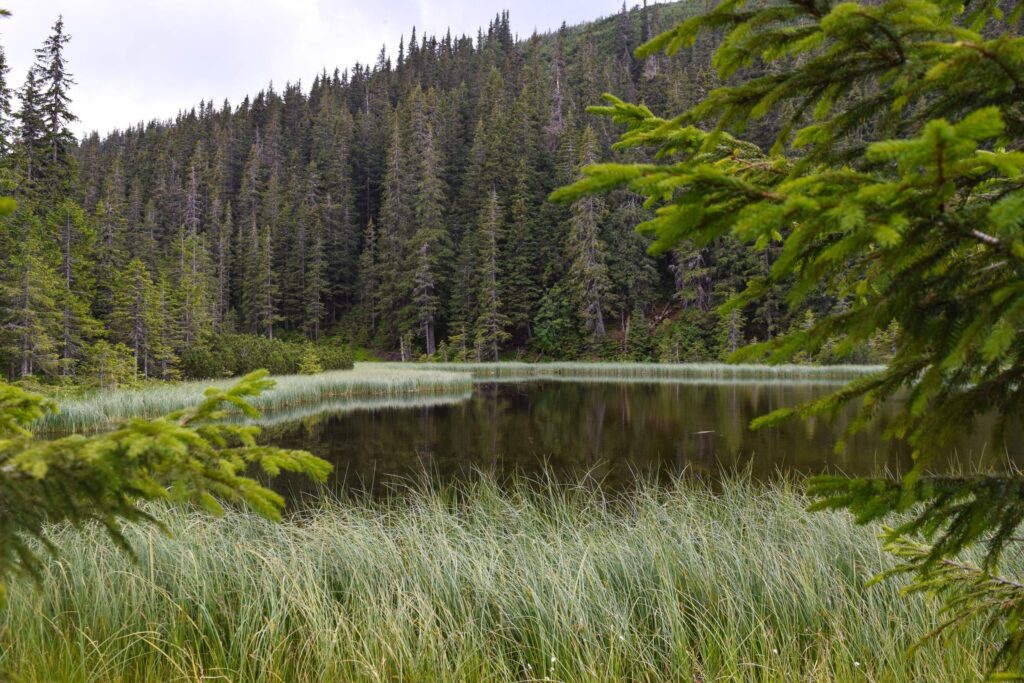 Bigfoot / Sasquatch Localização e Condições Climáticas/Ambientais: Habita as densas florestas temperadas e úmidas do noroeste dos EUA e Canadá, frequentemente próximo a rios e áreas de difícil acesso.